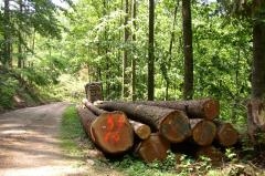 Forstweg Links ist ein Waldweg, rechts liegen Baumstämme am Wegrand. Einer ist mit roter Farbe markiert