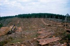 links und ca. mittig sind Holzstammen aufgestapelt, links steht eine gelbe Forstmaschine. Im Hintergrund Bäume und Himmel